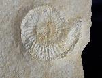 Subplanites rueppelianum QUENSTEDT 1888 - Bild &copy; FossNet FossilienStore